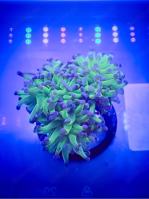 Eyphyllia Bicolor 