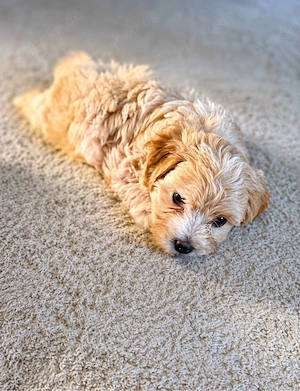 maltipoo welpe abzugeben 