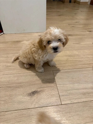 maltipoo welpe abzugeben 