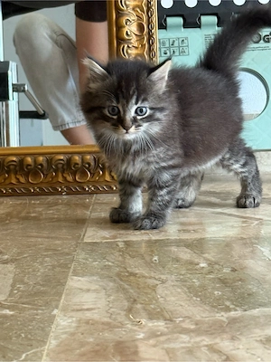 kitten suchen dringend neues zu hause 