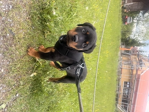 Rottweiler-Welpe   4 Monate alt   Letzter Welpe aus dem Wurf