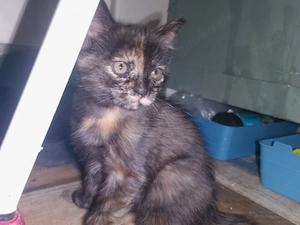 Tricolor Schildpatt Glückskatze weiblich Norweger Maine Coon Mix Kitten