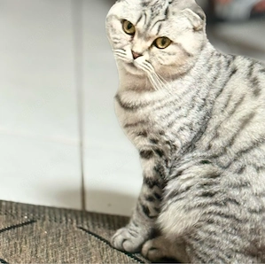 Liebevolle Katze sucht ein neues Zuhause
