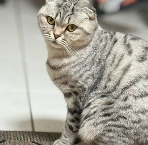 liebevolle katze sucht neues Zuhause