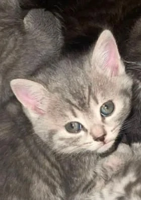 süße katzen zum verkaufen