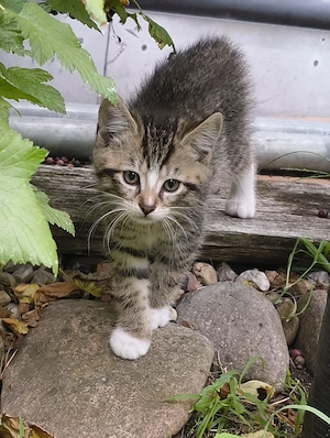 Kalifornische Katzen 