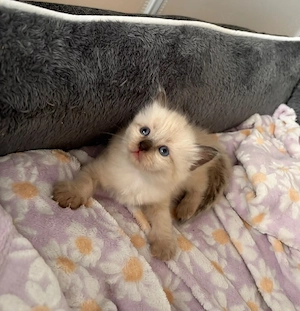 Maine Coon Heilige Birma Mix Kitten geimpft und gechipt