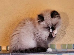 meine Mutter hat Heilige Birma Mix Katzenbabys her zu geben 