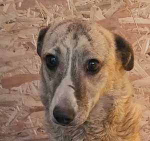 Layla , lieb noch etwas unsicher 
