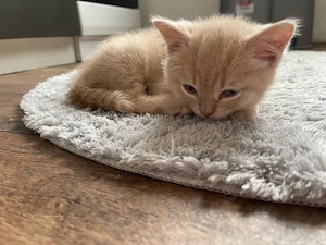 BKH Kitten such neues zu Hause 