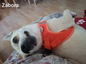 Zabora, kleines Wesen mit großem Herz *in einer Pflegefamilie* Bild 5