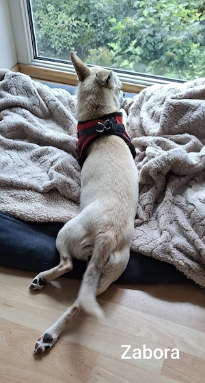 Zabora, kleines Wesen mit großem Herz *in einer Pflegefamilie* Bild 2