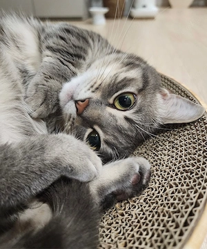Kurzhaar Katze