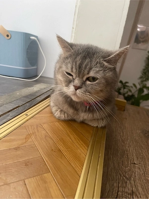 Kätzin sucht neues zu Hause 