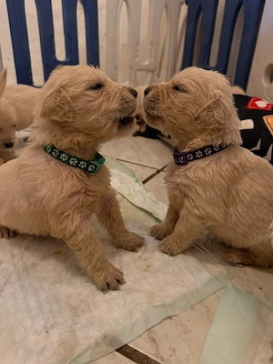 Golden Retriever Welpen mit Deutscher Ahnentafel 