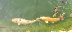 Wunderschöner Koi Bild 2
