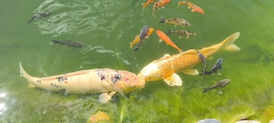 Wunderschöner Koi Bild 3