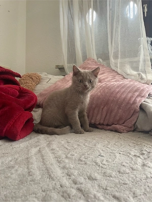 BKH Kater sucht neues zu Hause 