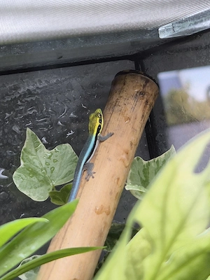 phelsuma klemmeri 0.0.1 