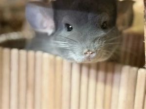 2 chinchilla suchen dringend ein neues zu Hause 