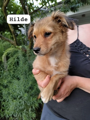 Hilde - süses Hundemädchen sucht 