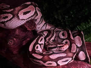 python heat clown pastell belly Adult weibchen 2019  Bild 2