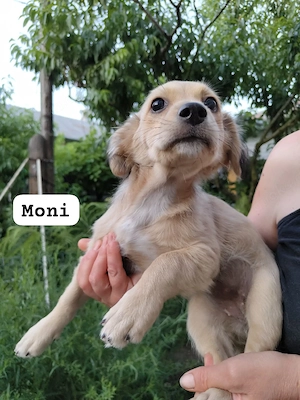 Moni - immer fröhlich und verspielt