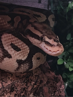 python heat clown pastell belly Adult weibchen 2019  Bild 4