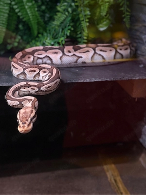 python heat clown pastell belly Adult weibchen 2019  Bild 3