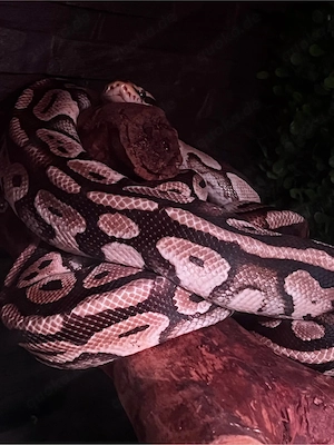 python heat clown pastell belly Adult weibchen 2019  Bild 5