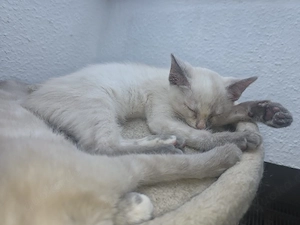 Ragdoll Kitten 2 Mädchen