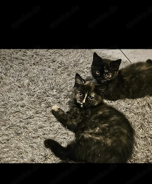 Bkh Katzenbabys 2 Madchen 