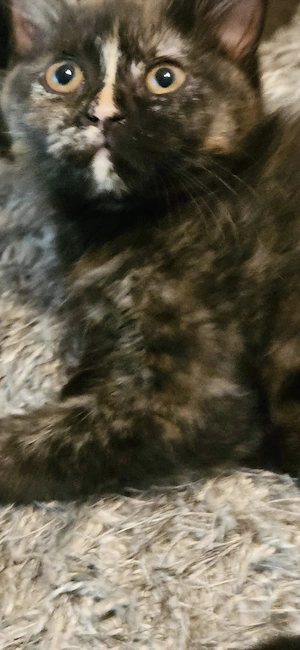 Bkh Katzenbabys