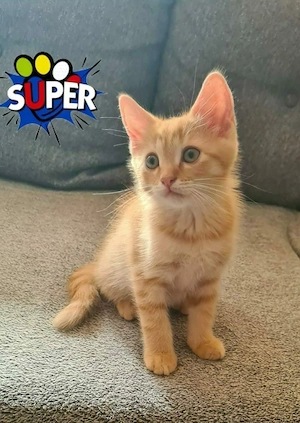 Roter BKH-Kater mit grünen Augen