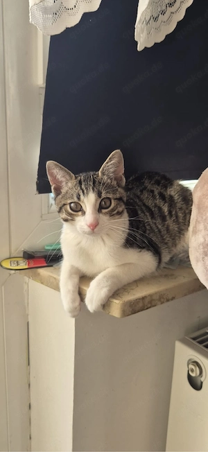 kitten baby katze zu verkaufen 