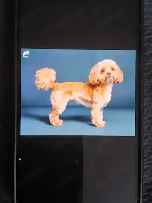 suche ein kleinen Hund 