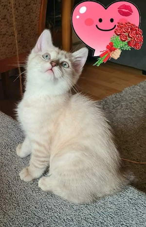 Lilac Point BKH-Katze mit blauen Augen Bild 3