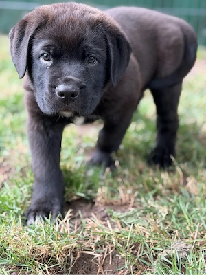 Wunderschöne Rottweiler Cane Corso Welpen