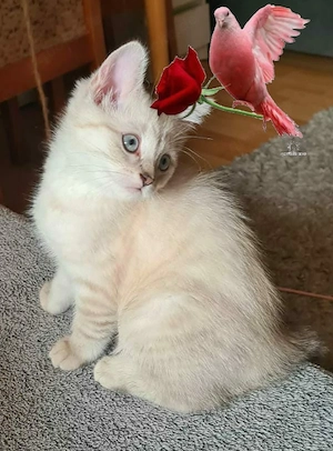 Lilac Point BKH-Katze mit blauen Augen