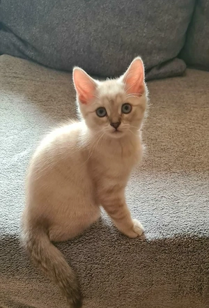 Lilac Point BKH-Katze mit blauen Augen