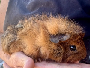 Meerschweinchen Männchen an gute Hände abzugeben