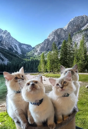 Traumhafte Ragdolls Kitten auf der suche nach Menschen mit Herz