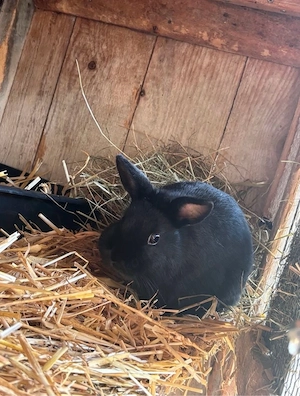 zwerg kaninchen