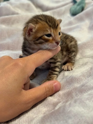 Reinrassige Bengal Kitten. Reservierung ab sofort möglich