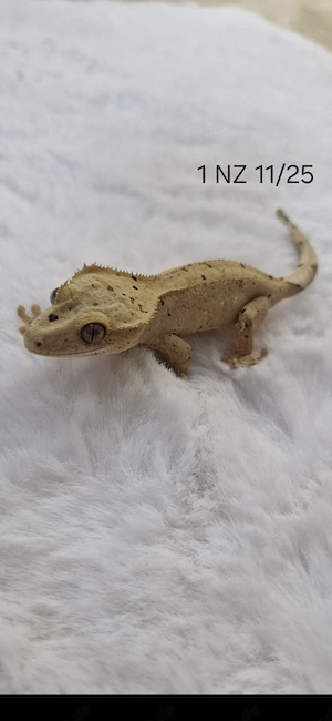  Kronengecko (correlophus ciliatus)