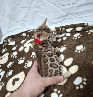 Bengal Katze 