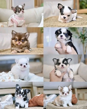 Chihuahua-Welpen suchen ein neues Zuhause.