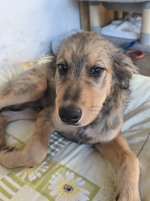 Collie Mix Welpe 4Mon 8kg 37cm Rüde BUNDESWEIT ausreisebereit 
