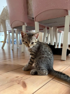 Bkh kitten