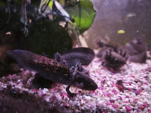 Axolotl Nachwuchs abzugeben 